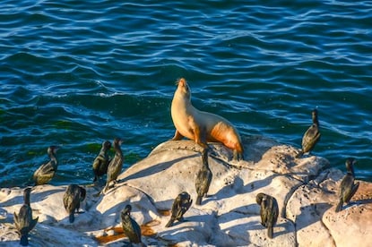Regal Sea Loin sunning itself on rocks alongside birds and beautiful blue waters, Southern California. 