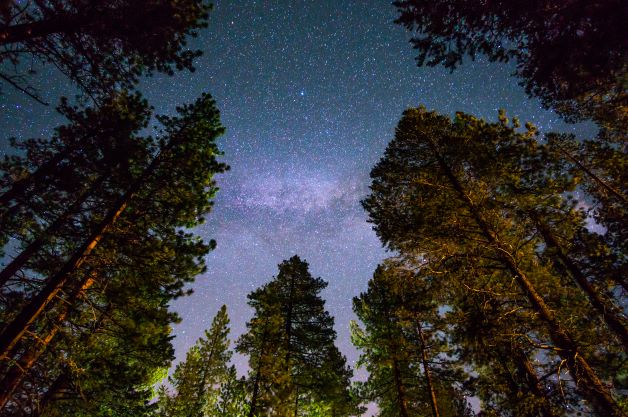 Point of view shot of the Milky Way as seen looking up through tall Red Wood trees, California. 