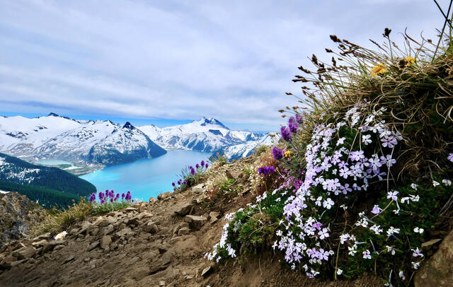 Close up shot of beautiful wild flowers with snow capped mountains in the distance, Whistler, Canada. 
