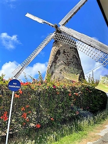 Picturesque dutch-style windmill, wild flowers and blue skies, Barbados. 
