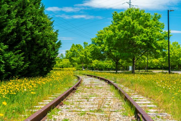 Beautiful bright wild flower lining train tracks, Richmond, Virginia.