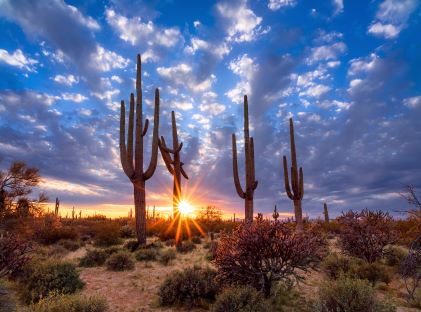Cacti in the Sonoran Desert at sunset
