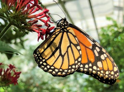 A monarch butterfly resting on some flowers at an indoor butterfly conservatory