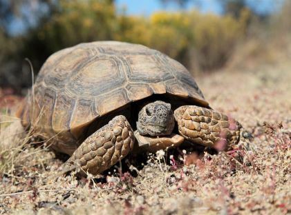A desert tortoise in nature