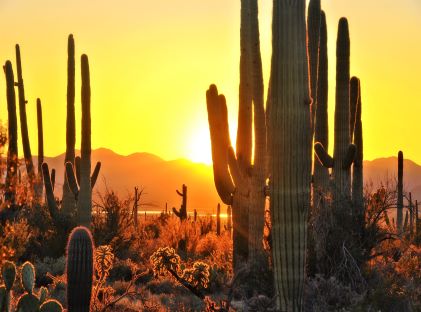 The Best of Scottsdale, Arizona: Art, Adventure, Eats & More