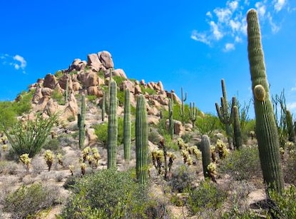Saguaro cactus in the desert near Scottsdale, Arizona