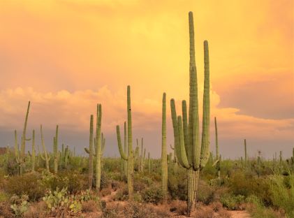 Saguaro cactus at sunset, Saguaro National Park in Arizona