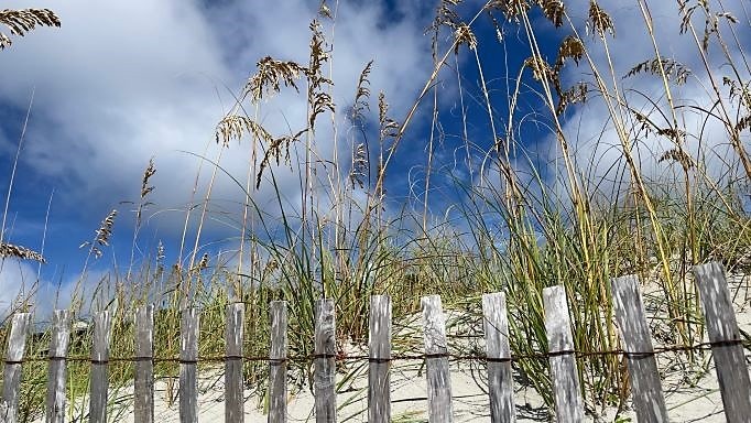 Idyllic beach scene, sea oats-lined dunes, white picket fence, blue skies, Hilton Head Island, South Carolina. 