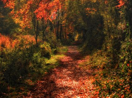 Fall foliage hiking trail in Ireland