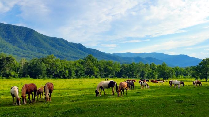 Gorgeous mountain scene, horses grazing, Great Smoky Mountains.