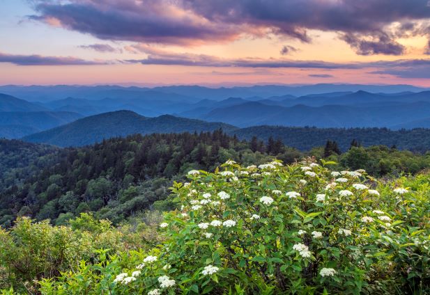 Close up, beautiful wildflowers, hazy blue ridge mountains in distance, sunset painted skies overhead, Great Smoky Mountains. 