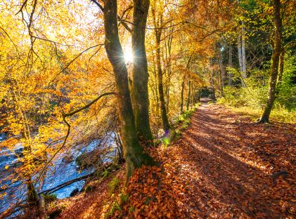 Autumn leaves and footpath in the woods in Scotland