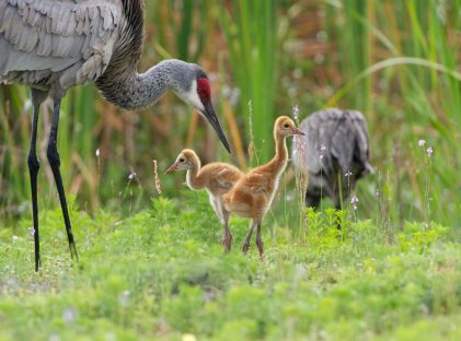 Two sandhill cranes with two chicks