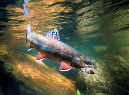 An Appalachia brook trout underwater