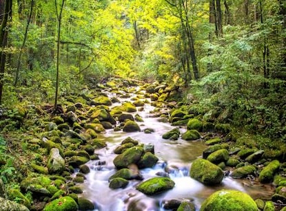Stream along the Roaring Fork Motor Nature Trail in the Great Smoky Mountain National Park, near Gatlinburg, Tennessee