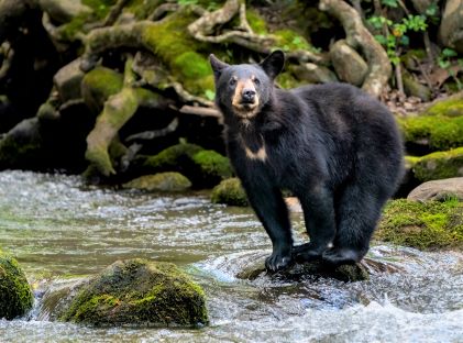 A black bear cub crossing a mountain stream in the Great Smoky Mountains National Park in Tennessee