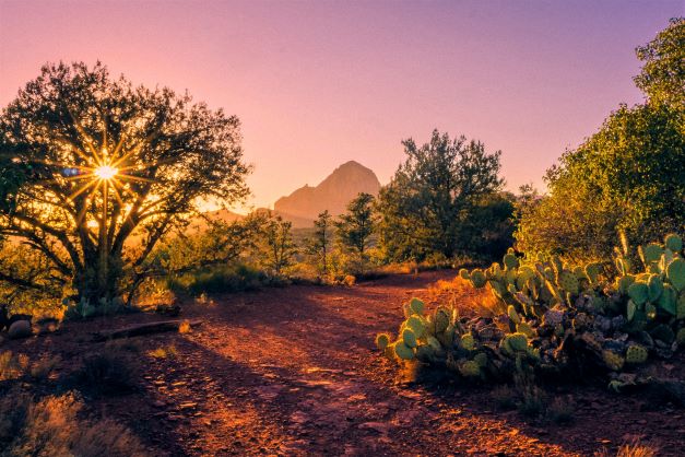 Desert landscape and cactus in sunset in Sedona, Arizona