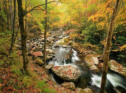 Forest in autumn along the middle prong of the Little River in the Great Smoky Mountains National Park