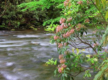 A branch of mountain laurel with pink blossoms hangs over a stream in the Great Smoky Mountains National Park