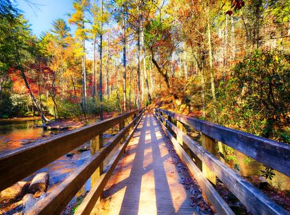 Wood walkway on a trail in the Great Smoky Mountains National Park