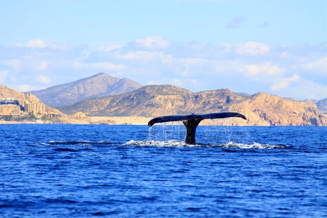 Picturesque image, whale tail sinking into the Sea of Cortez, Los Cabos, Mexico. 