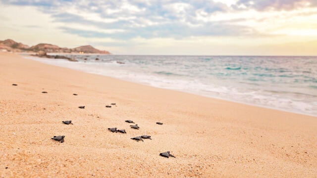 Baby sea turtles speckling the shoreline, Los Cabos, Mexico. 
