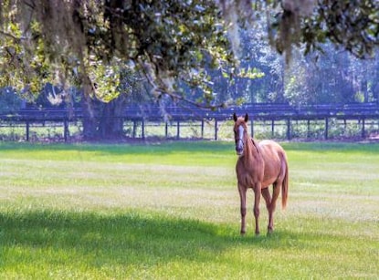 A young horse stands in a pasture near Orlando, Florida, with live oak and Spanish moss 