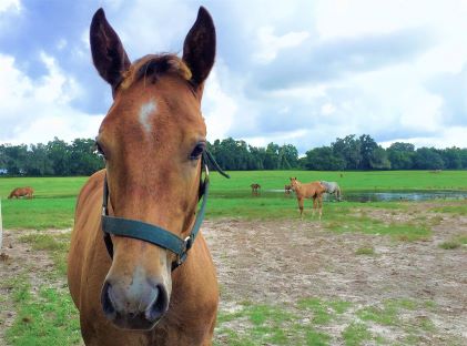 A horse near the camera and six other horses behind in a pasture in Ocala, Florida