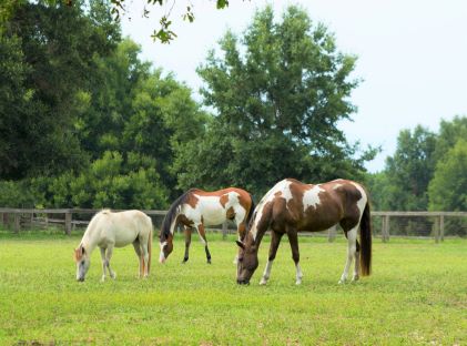 Two brown and white horses and a white foal graze in a pasture in Ocala, Florida