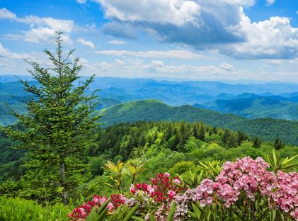 View of the Smoky Mountains in summer, with pink wildflowers in the foreground