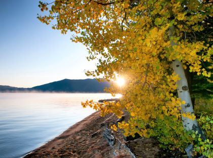 Aspens along Lake Tahoe in California in their fall colors