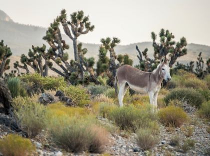 A burro in desert foliage and Joshua trees, found at Mount Charleston near Las Vegas, Nevada