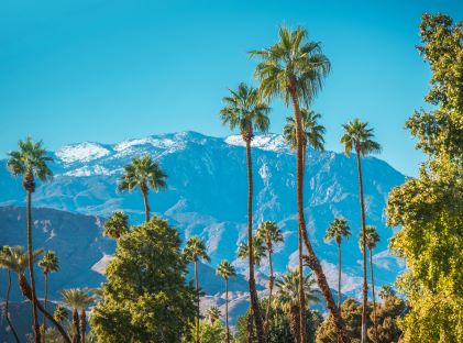 Palm trees and a view of the San Jacinto Mountains from Palm Springs, California