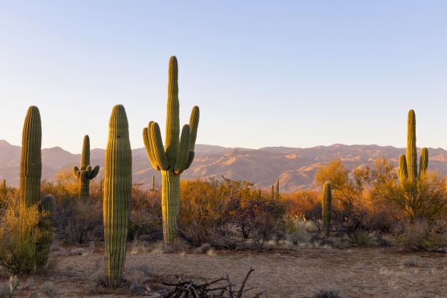 Saguaro cactus and other desert wildlife near Tucson, Arizona