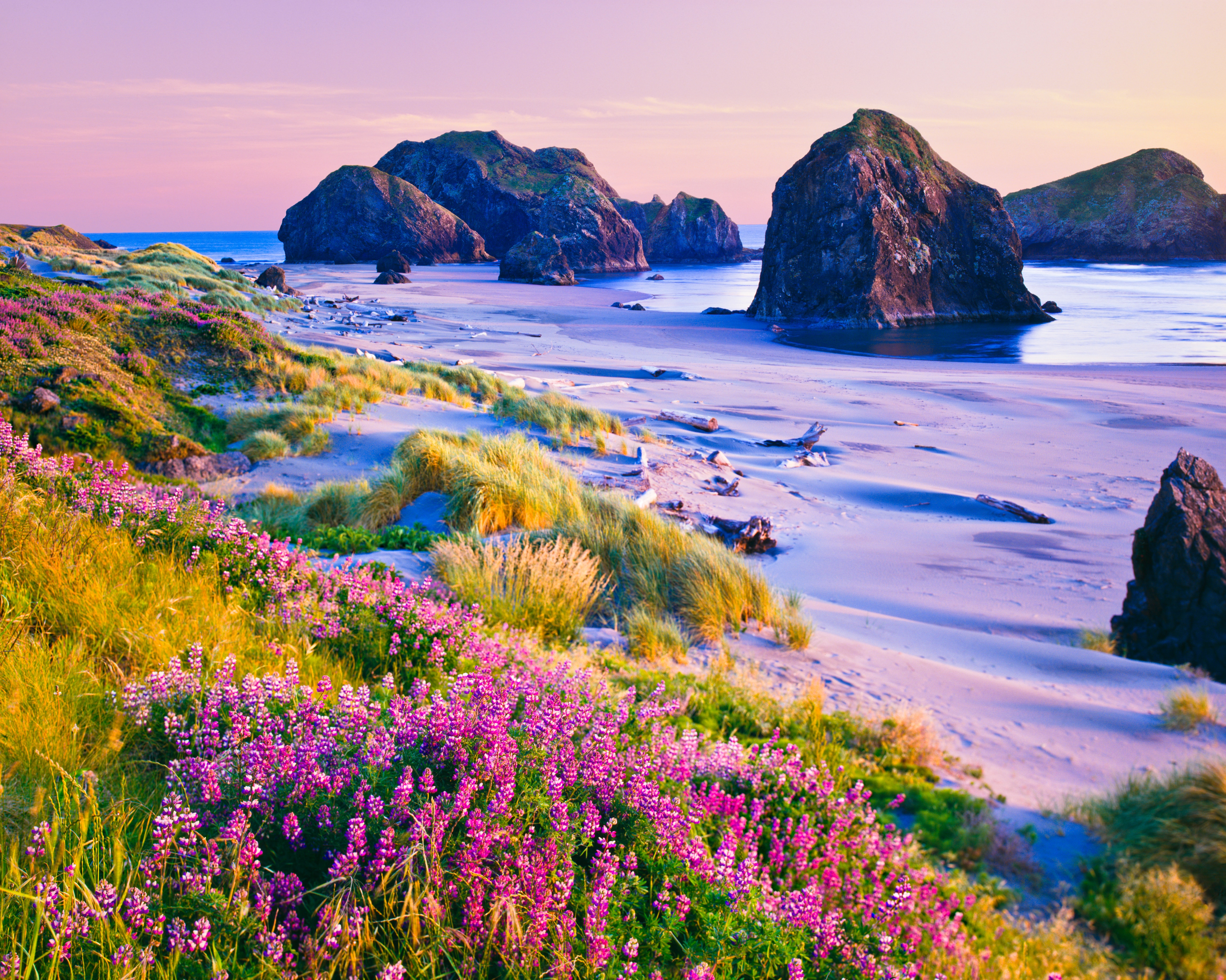 Stunning image, wildflower-lined coast, purple painted sunset sky, Oregon. 