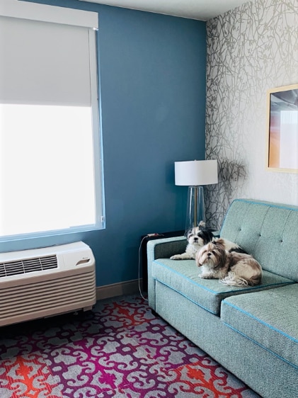 Two small white dogs sit on a couch in a suite at a Home2Suites in Page, Arizona