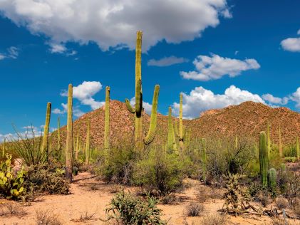 Saguaro cactus in the Sonoran Desert near Cave Creek, Arizona, outside of Phoenix