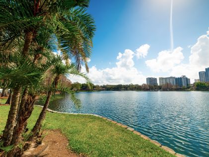 Palm trees along Lake Eola Park in Orlando, Florida