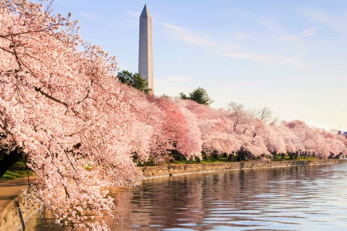 Pink cherry blossoms along the banks of the Tidal Basin in Washington, D.C., with the Washington Monument visible in the background