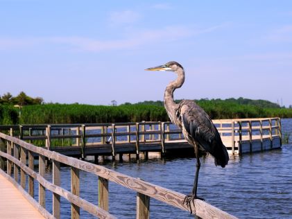 A blue heron standing on the boardwalk of Back Bay Wildlife Refuge Center in Virginia Beach, Virginia