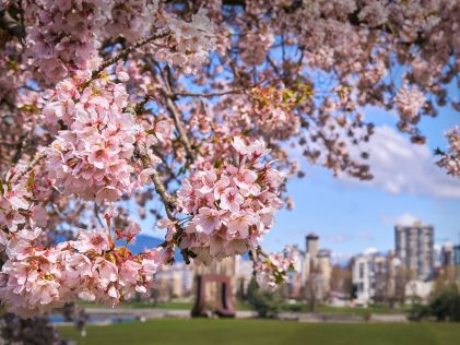 Cherry blossoms with the Vancouver skyline in the background