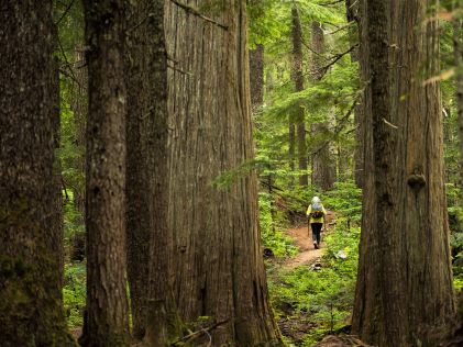 A hiker in an ancient cedar forest near Whistler, Canada