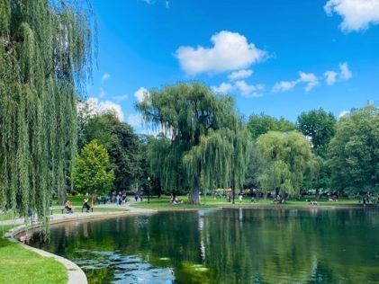 A pond at Boston Public Garden on a sunny day