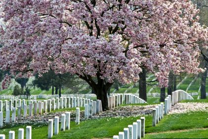Beautiful image, cherry blossoms, white headstones, Arlington Cemetery, Washington D.C.