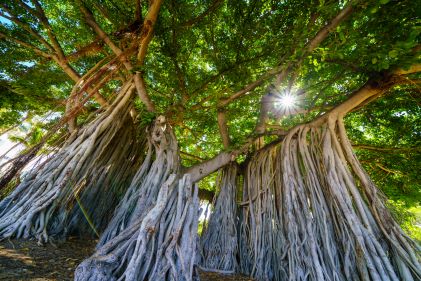 Beautiful mature tree, Hawaii. 