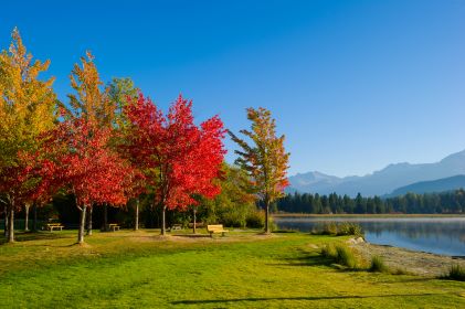 Fall Foliage, park, lake, mountains in the distance, clear blue skies, British Columbia, Canada. 