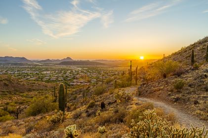 Sunset, fall colored desert grass, cacti, Sonoran Desert, Arizona. 