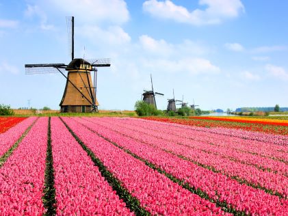 Pink tulips and windmills near Amsterdam, The Netherlands