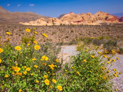 Yellow wildflowers by Red Rock Canyon near Las Vegas