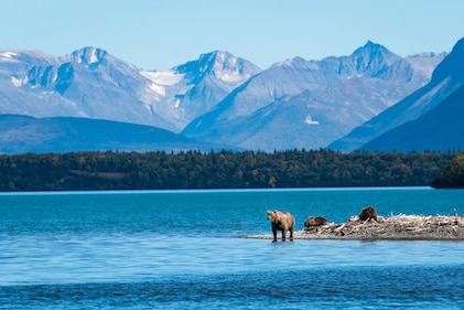 A brown bear with two cubs stand at the edge of a beautiful lake in Katmai National Park, Alaska